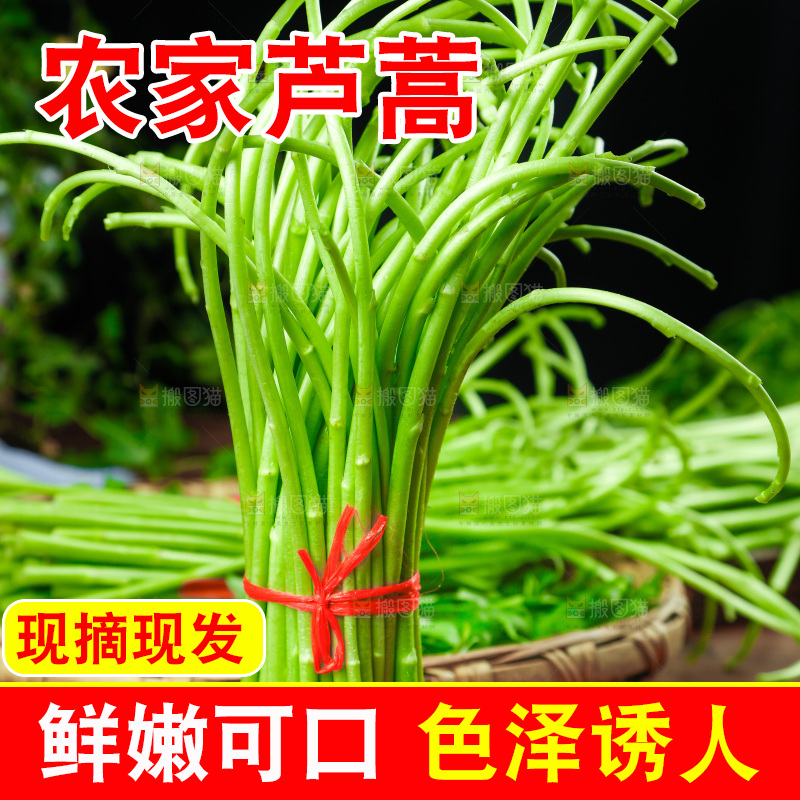 木底上的江西藜蒿