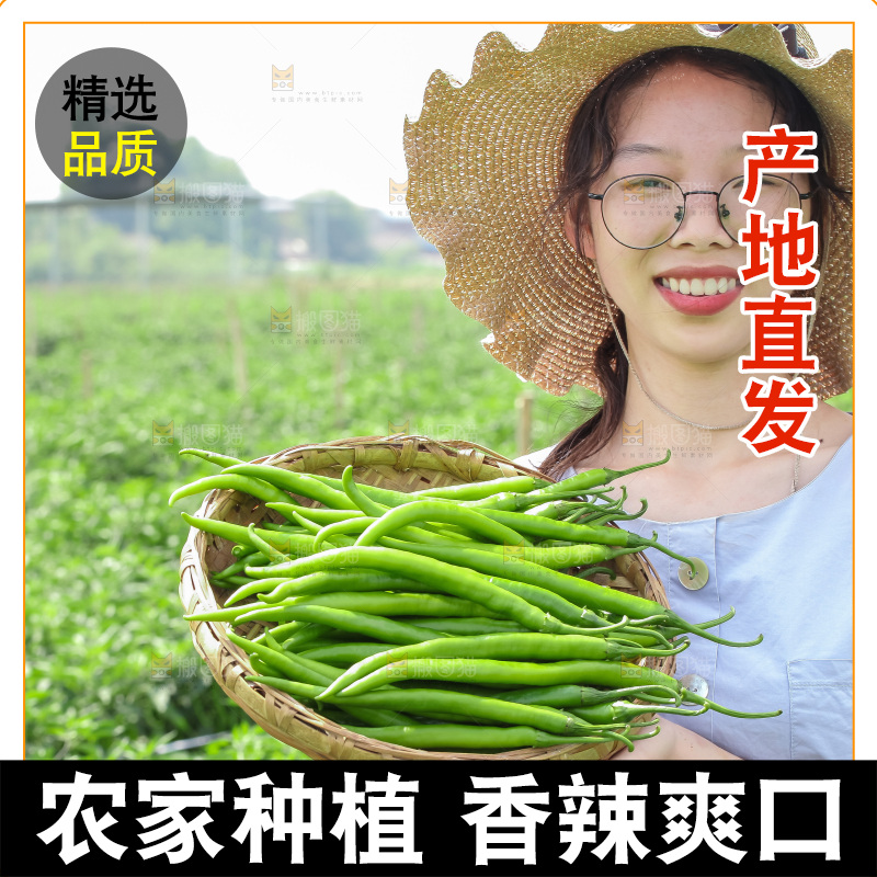 手里拿着现摘线椒