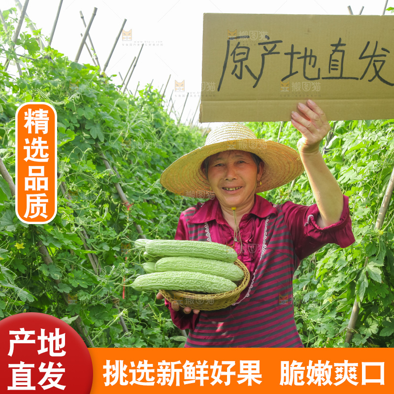 手里拿着新鲜苦瓜
