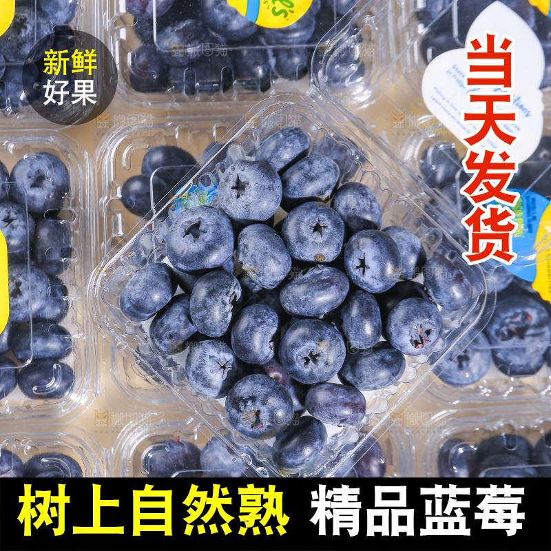 浅底上的新鲜蓝莓