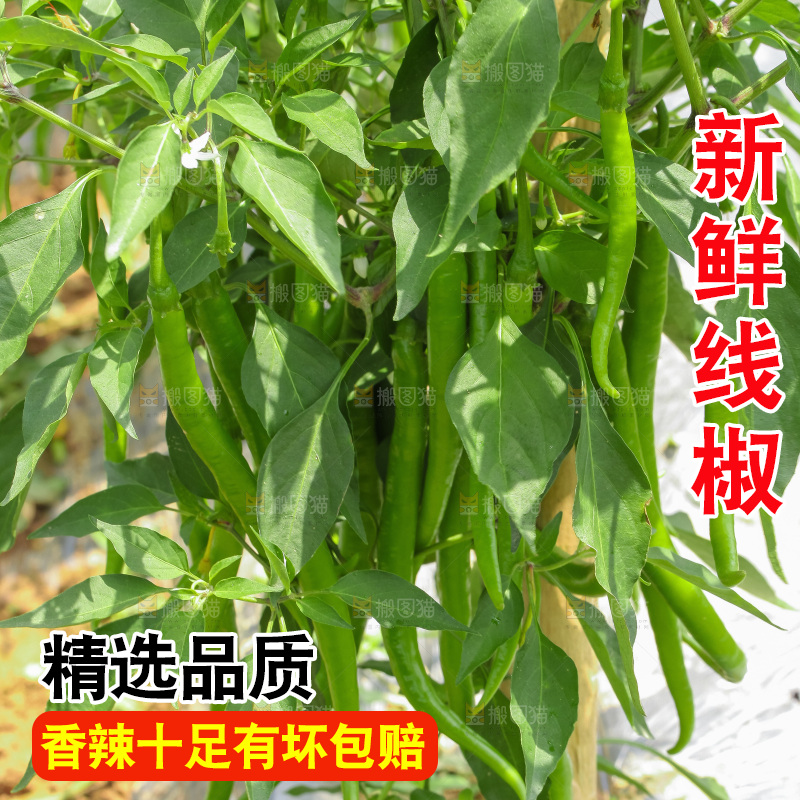 地里现摘的线椒