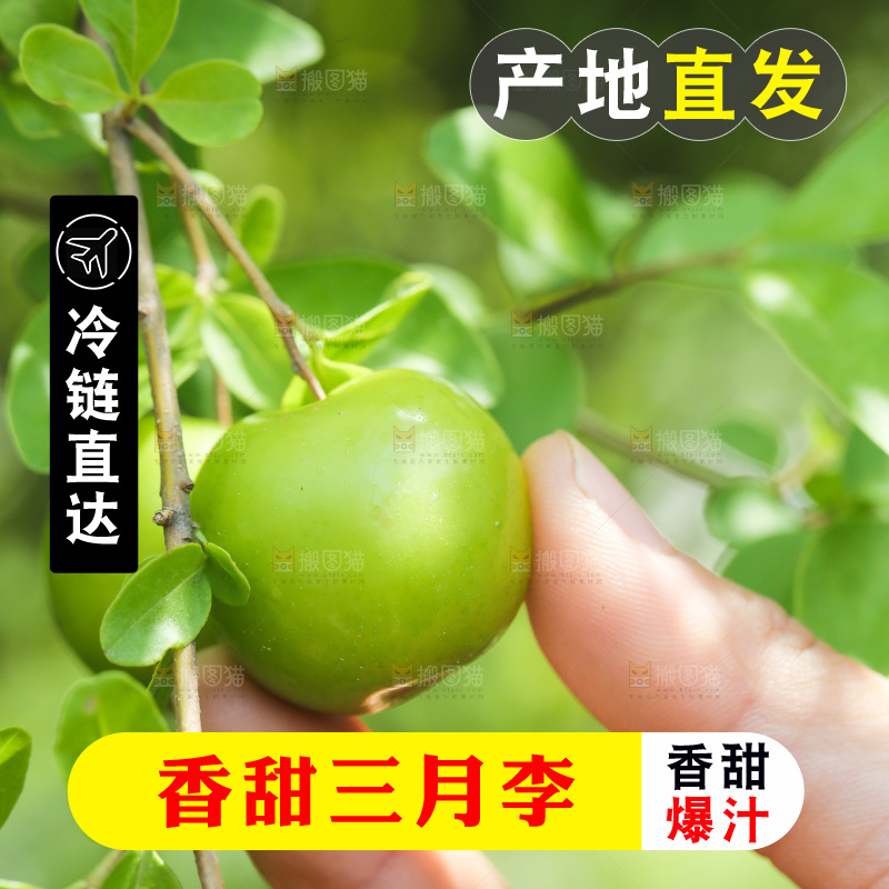 新鲜采摘三月李