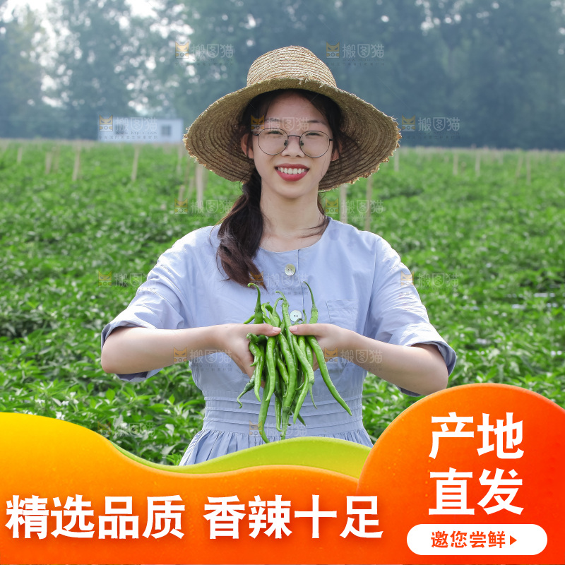 手里拿着现摘线椒