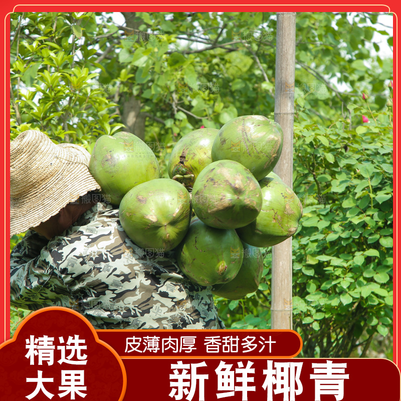 农民背着椰青