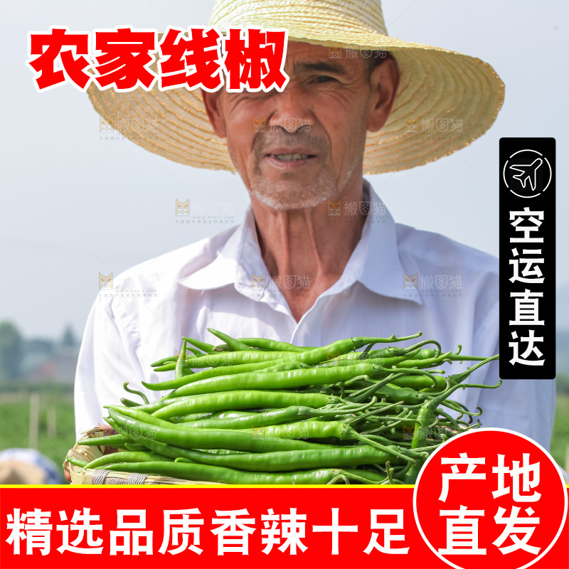 手里拿着现摘线椒