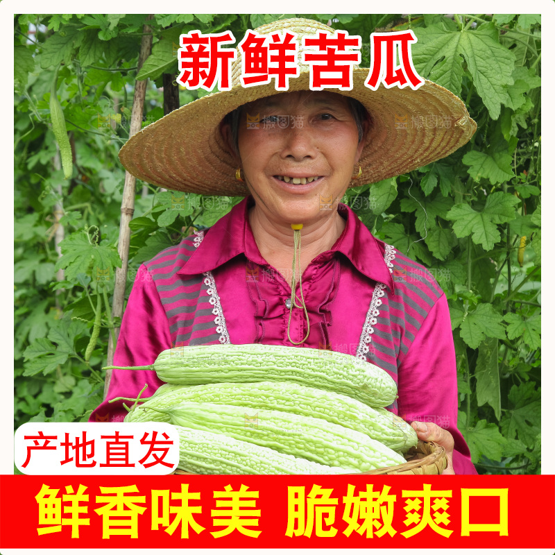 手里拿着新鲜苦瓜