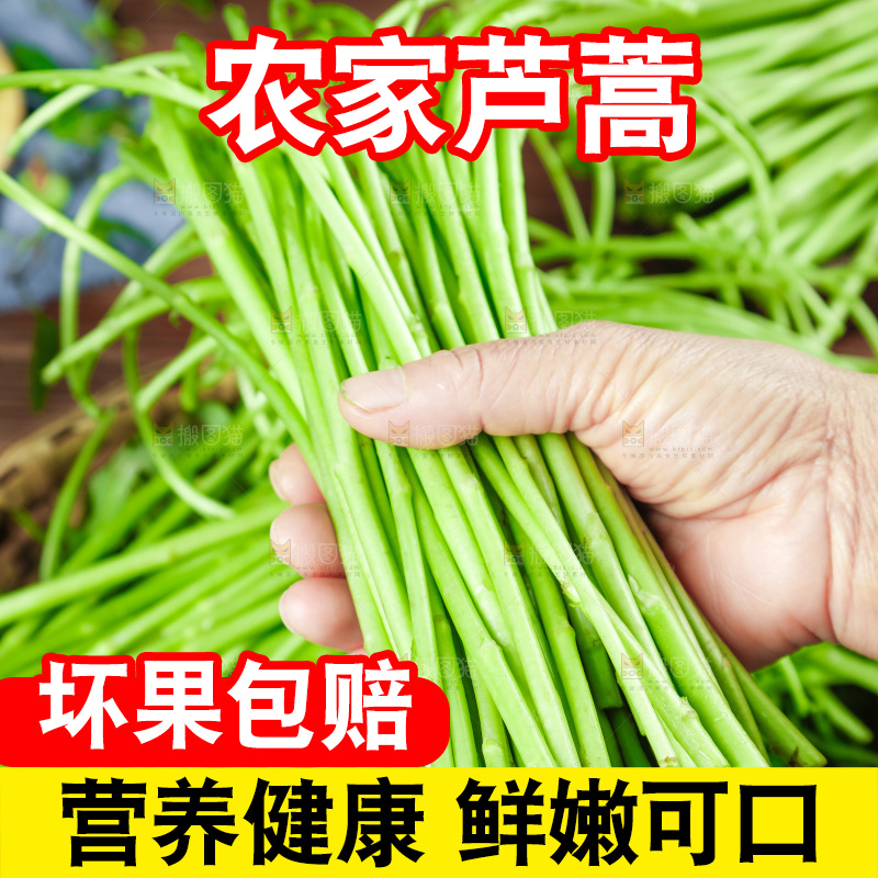 木底上的江西藜蒿