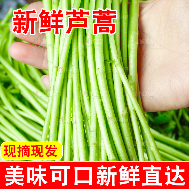木底上的江西藜蒿