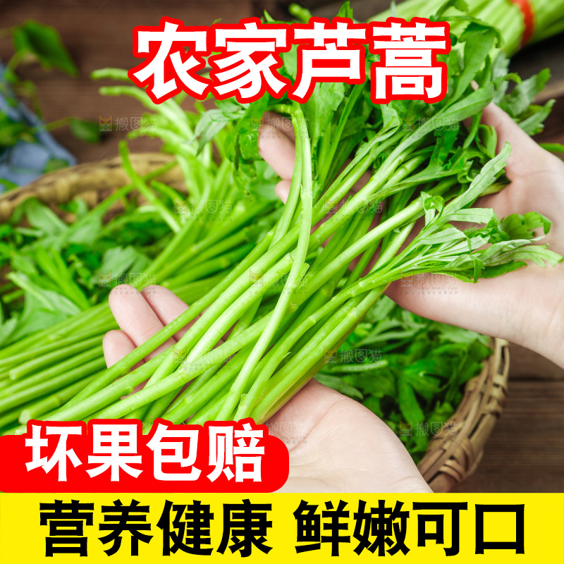 木底上的江西藜蒿