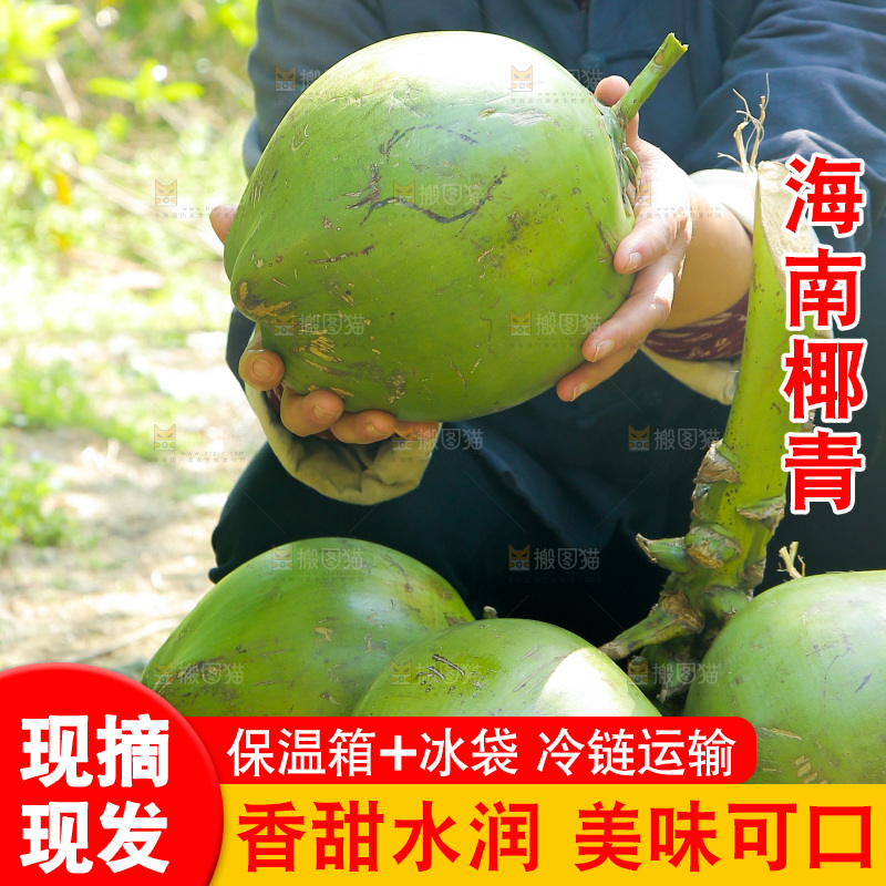手里拿着椰青