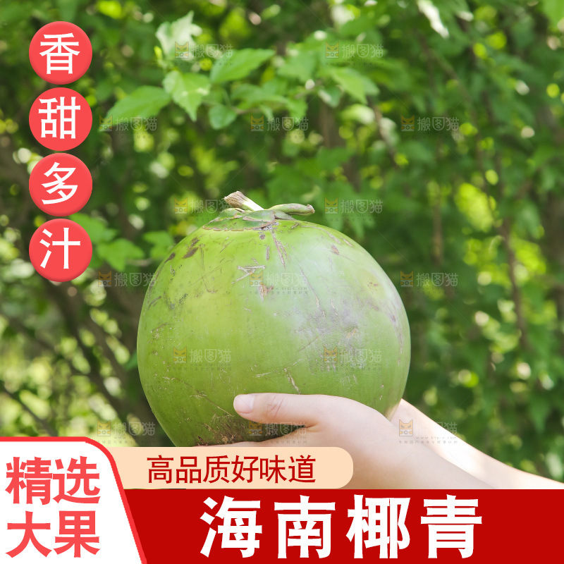 手里拿着椰青