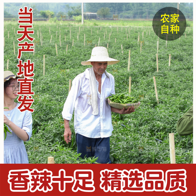 手里拿着现摘线椒