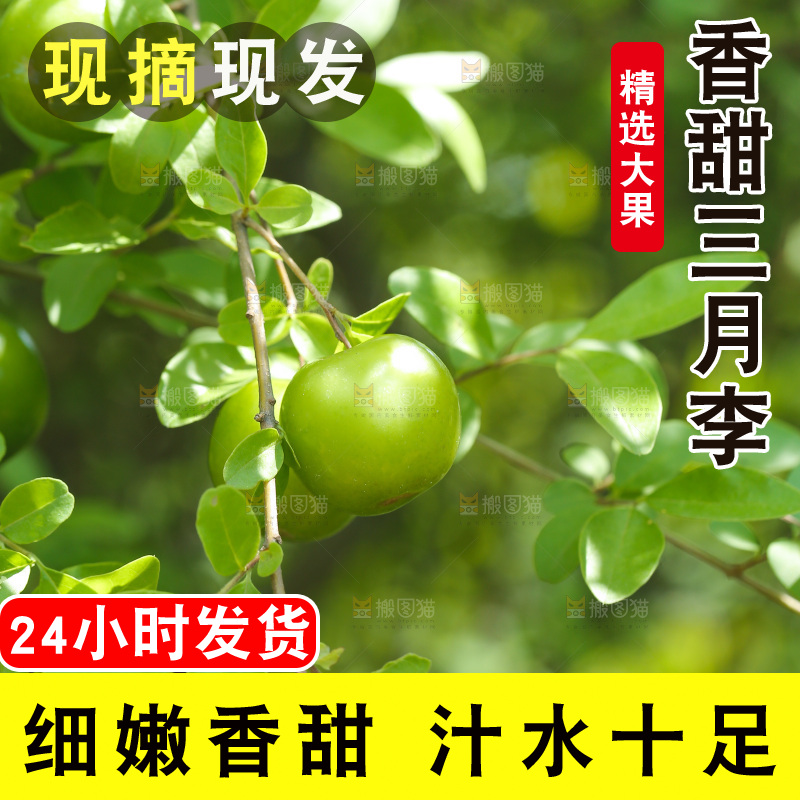 果园里树枝的三月李