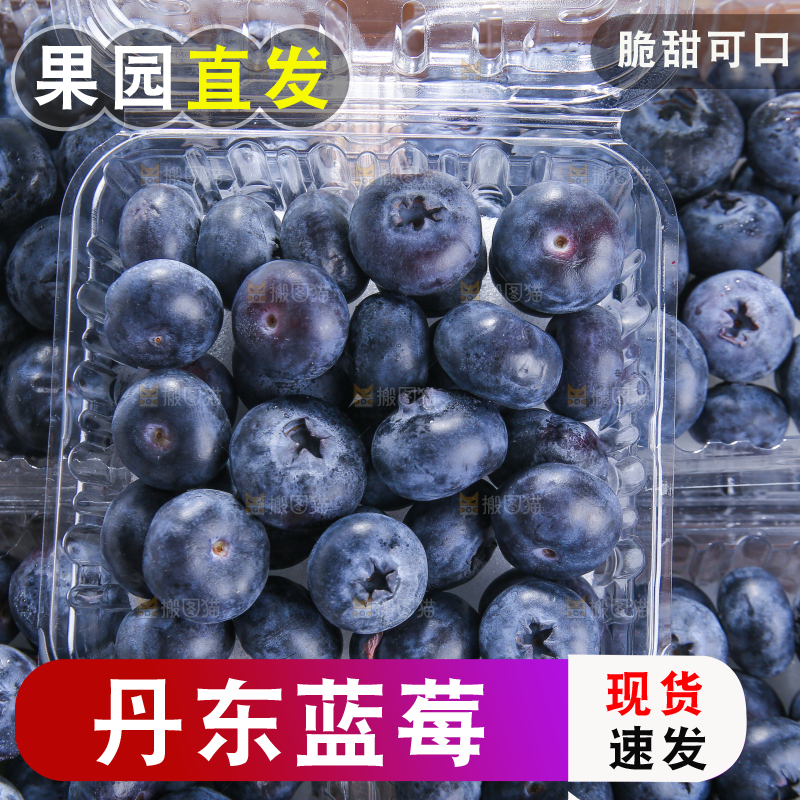 黑底上摆着的新鲜蓝莓