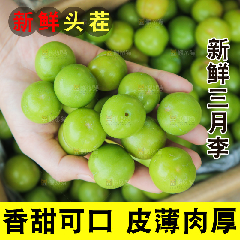 手里捧着三月李