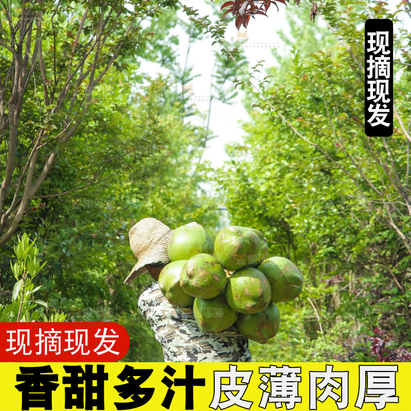 农民背着椰青