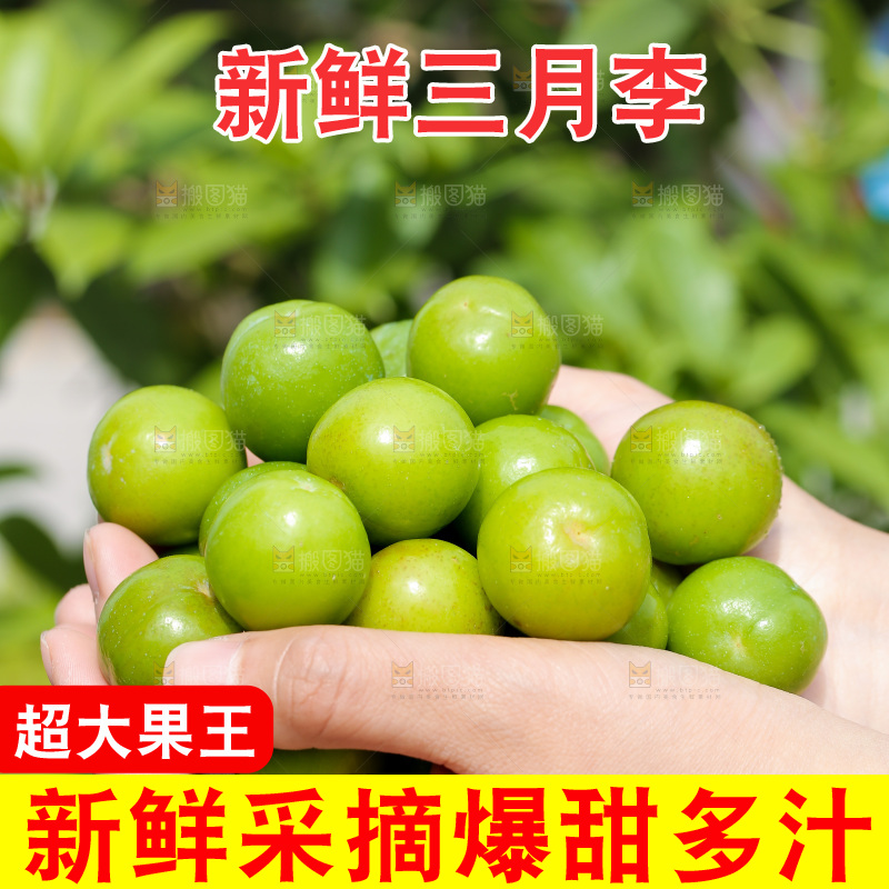 手里捧着三月李