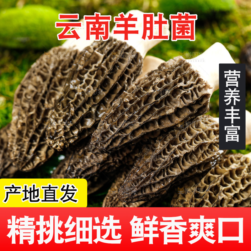 深底上的羊肚菌