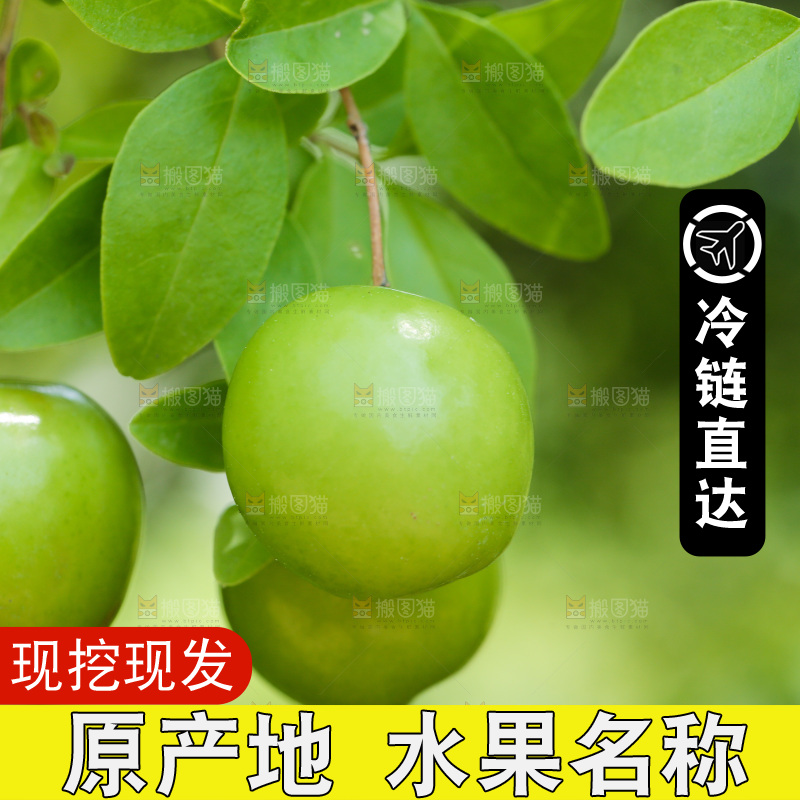 树枝上的三月李