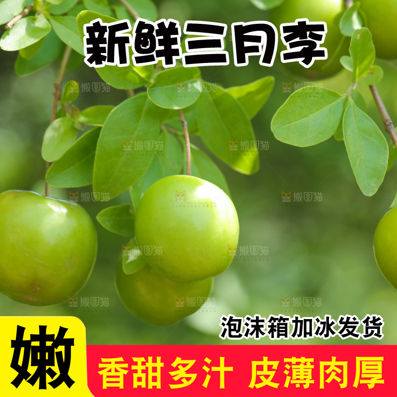 果园里树枝的三月李
