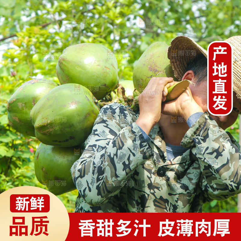 农民背着椰青