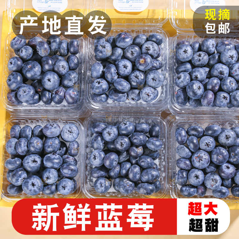 浅底上的新鲜蓝莓