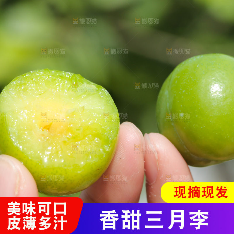 手里拿着三月李