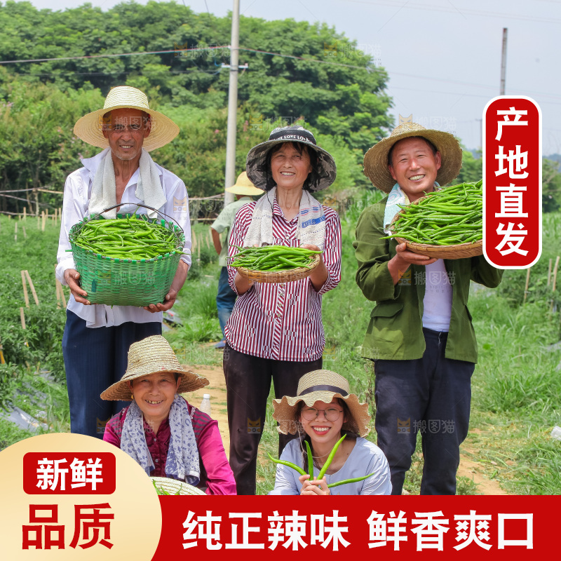 手里拿着现摘线椒