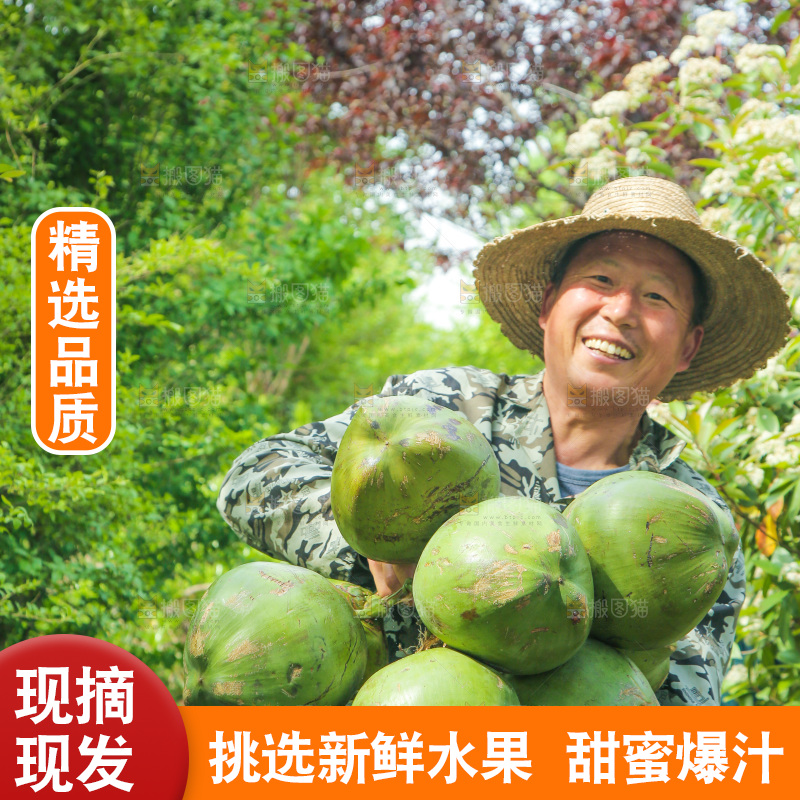 农民手里拿着椰青
