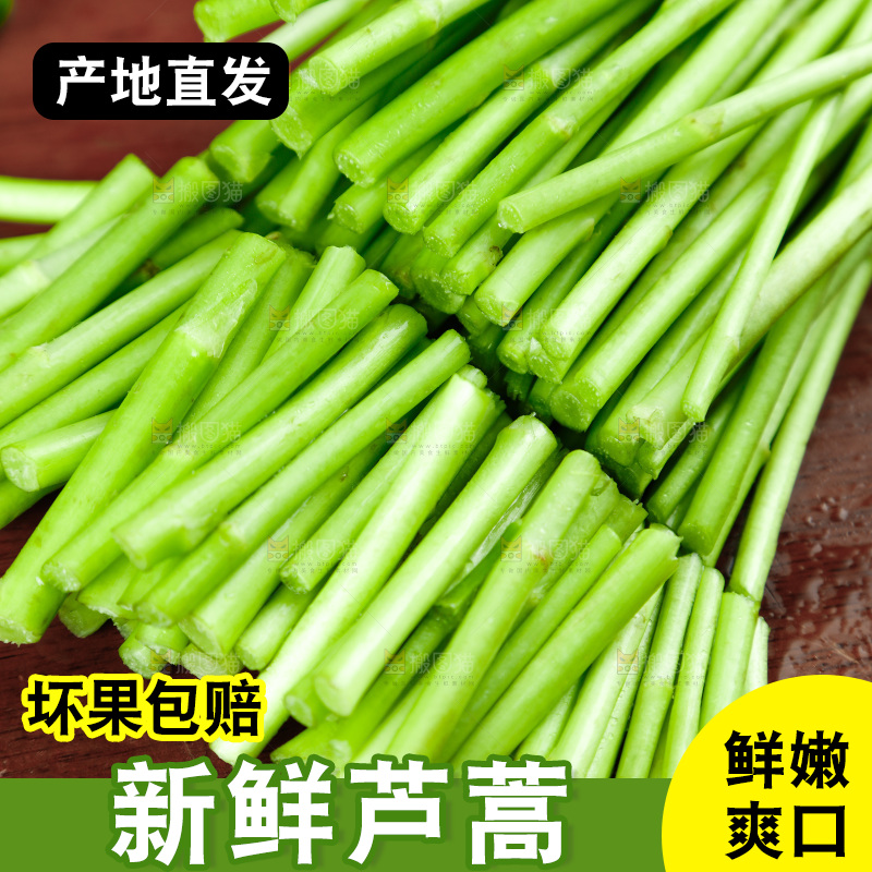 木底上的江西藜蒿