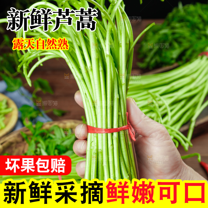 木底上的江西藜蒿
