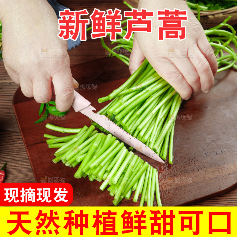 木底上的江西藜蒿