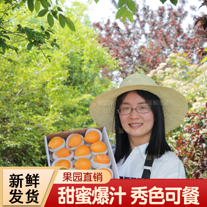 女孩手里端着一箱米易枇杷