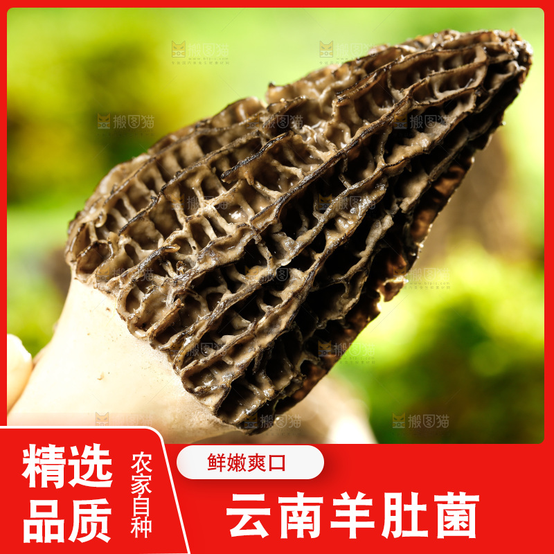 草地上的羊肚菇