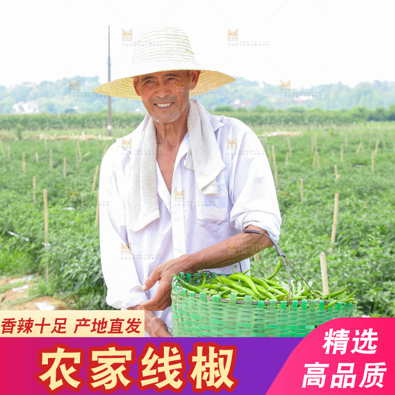 手里拿着现摘线椒