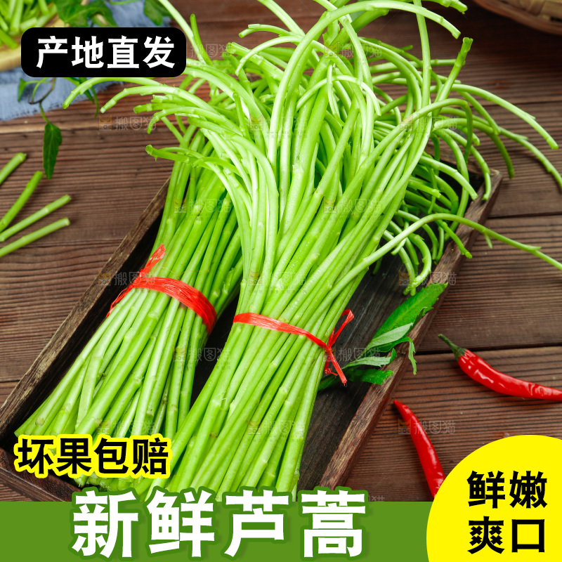 木底上的江西藜蒿