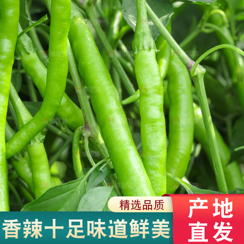 地里现摘的线椒