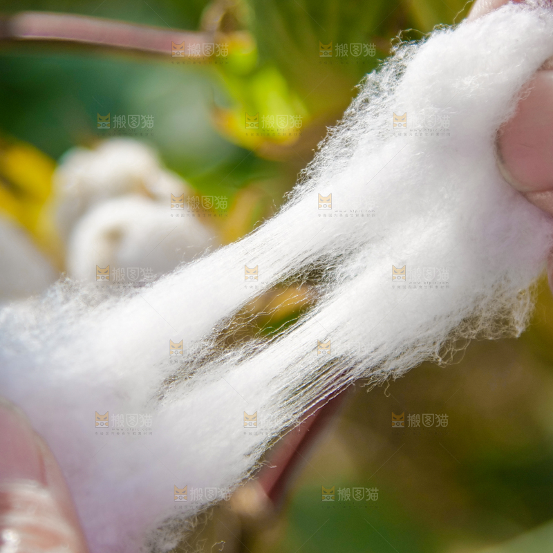 手里拿着棉花