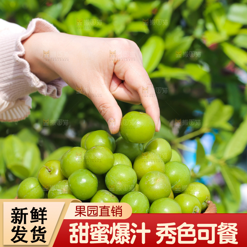手里端着一篮三月李