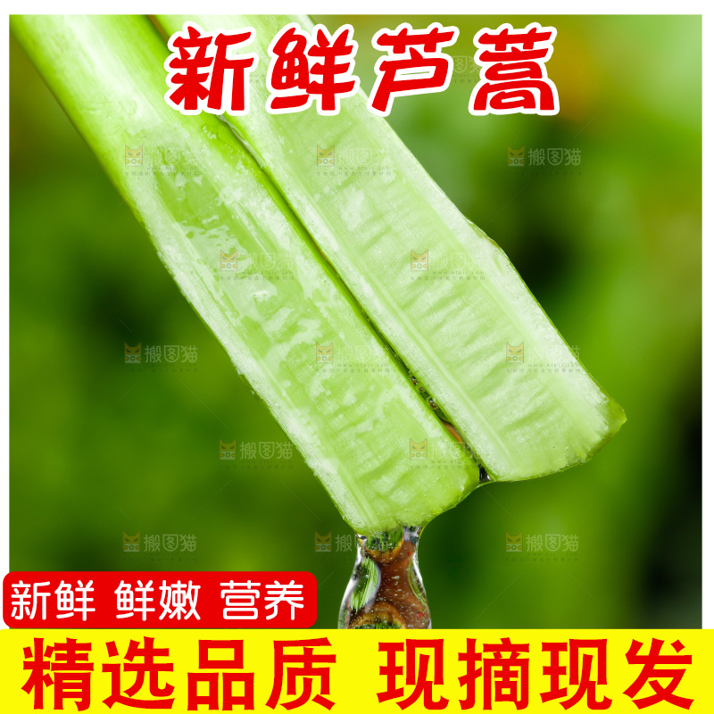 木底上的江西藜蒿