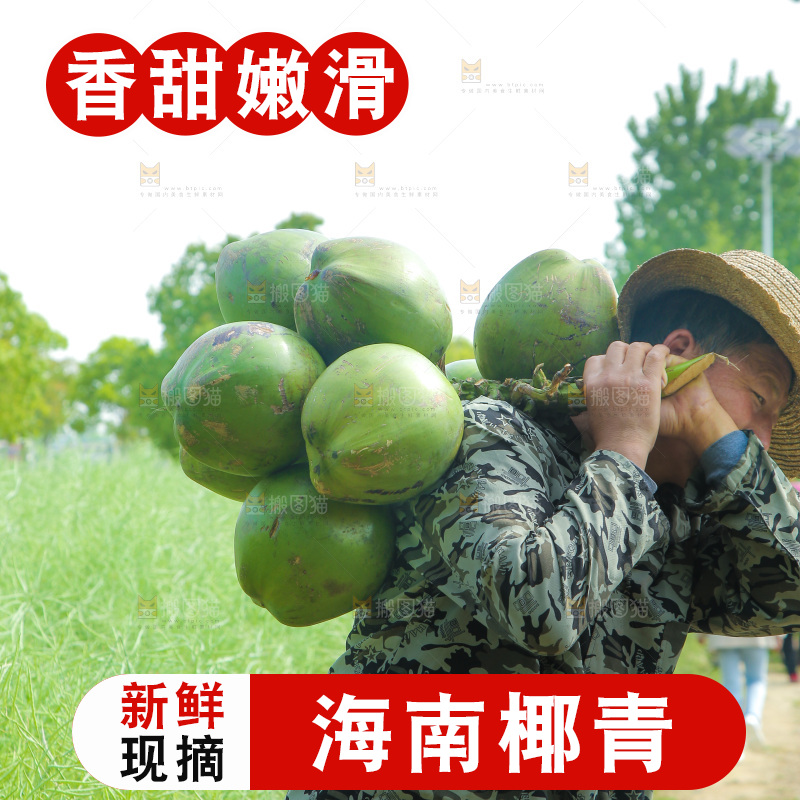 农民背着椰青