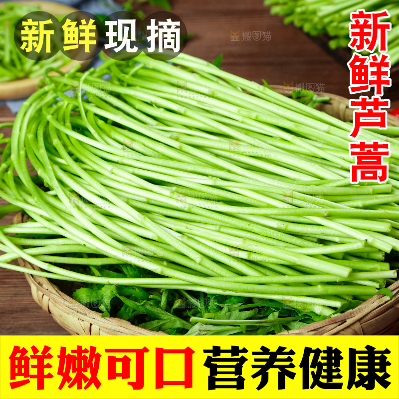 木底上的江西藜蒿