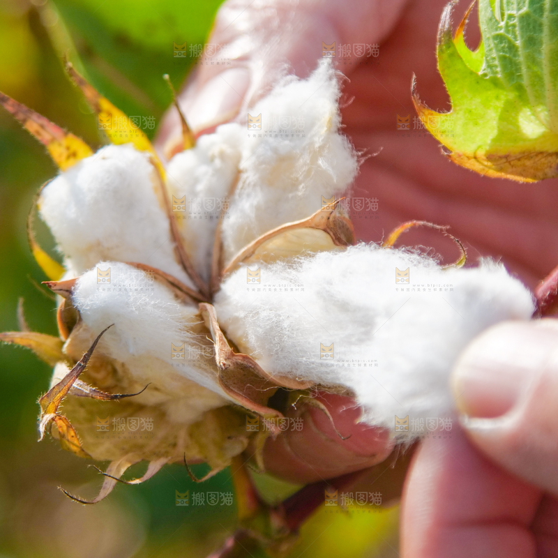 手里拿着棉花
