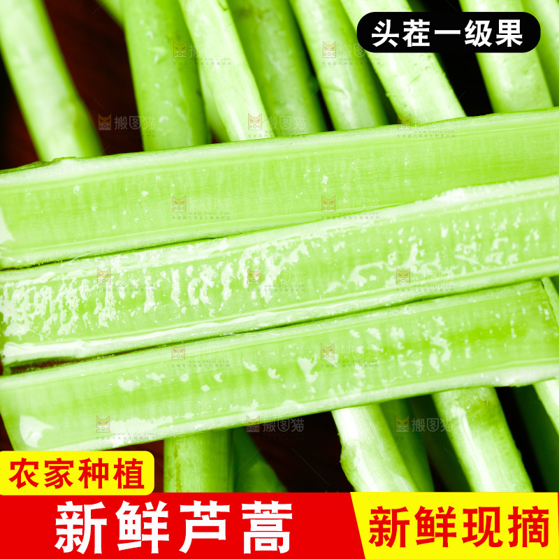 木底上的江西藜蒿