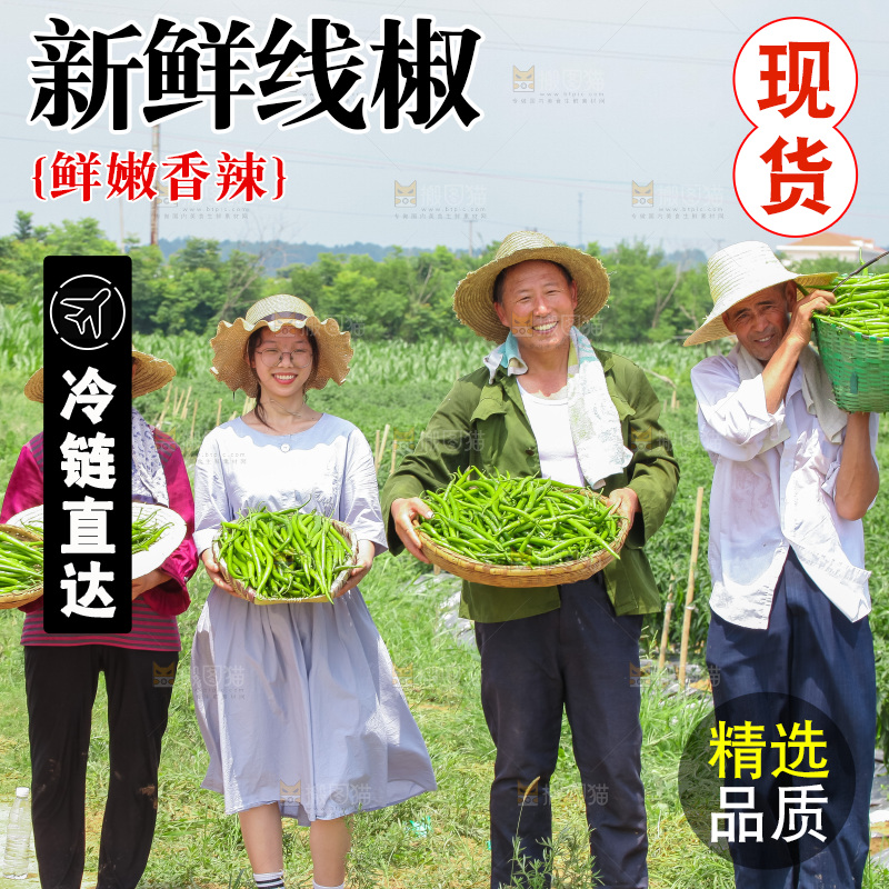 手里拿着现摘线椒