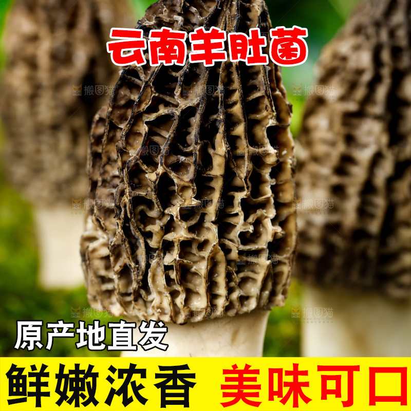 深底上的羊肚菌
