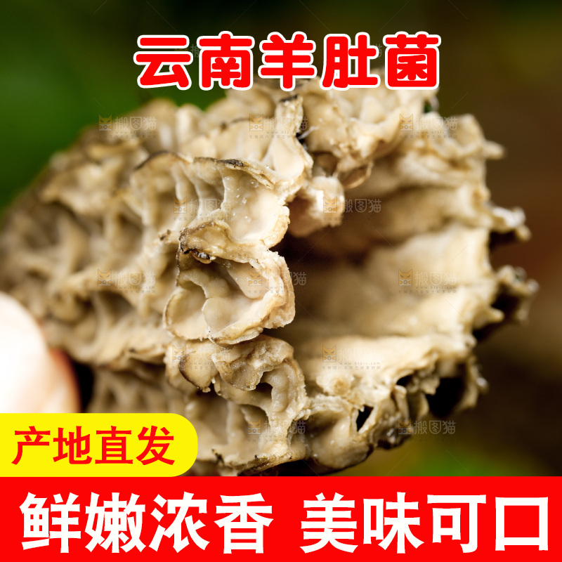 木底上的羊肚菇