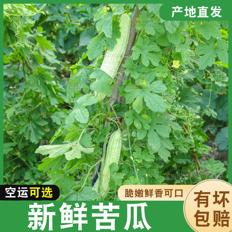 手里拿着新鲜苦瓜