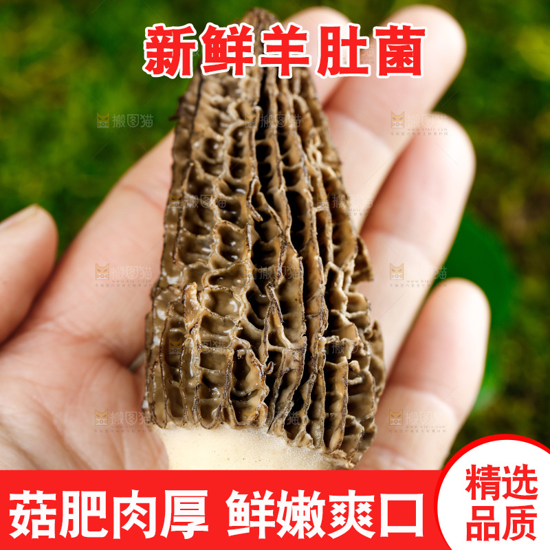 深底上的羊肚菌
