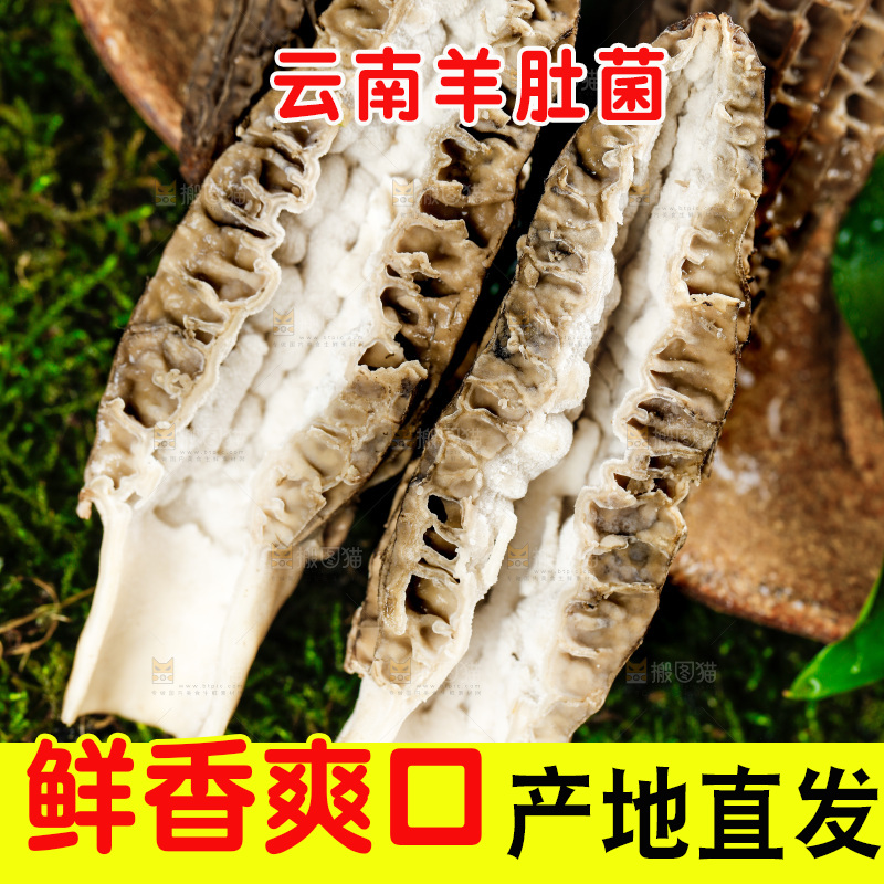 深底上的羊肚菌